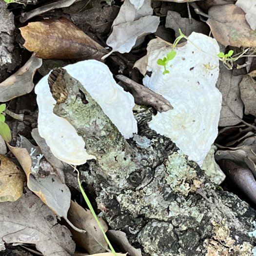 Trametes gibbosa